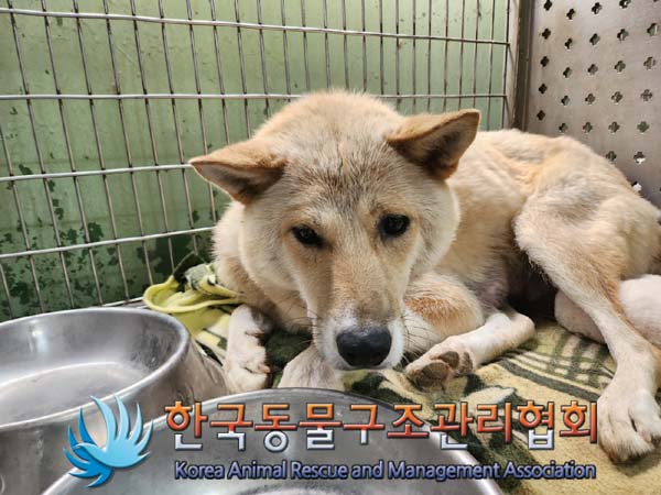종료(안락사) 믹스…